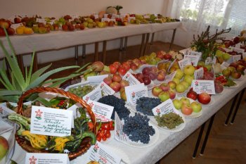 Výstava ovocia a zeleniny