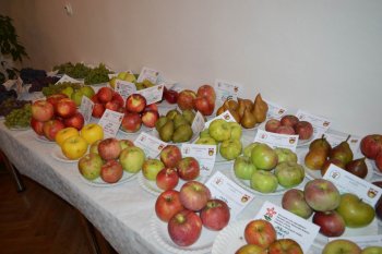 Výstava ovocia a zeleniny