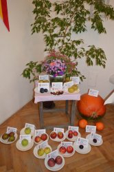 Výstava ovocia a zeleniny