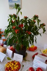 Jesenná výstava ovocia a zeleniny