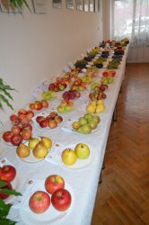 Poďakovanie za úrodu